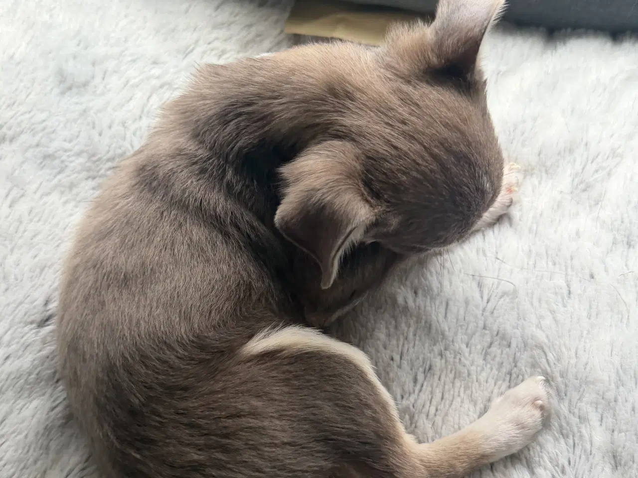 Billede 3 - Brun Chihuahua