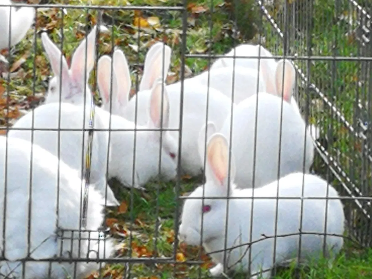 Billede 11 - Hvid Land kanin unger.