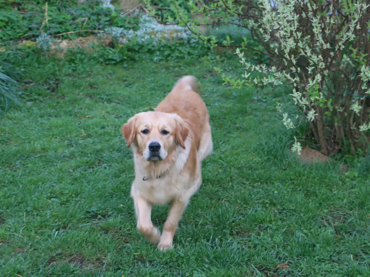 Billede 6 - Golden Retriever tilbydes til parring
