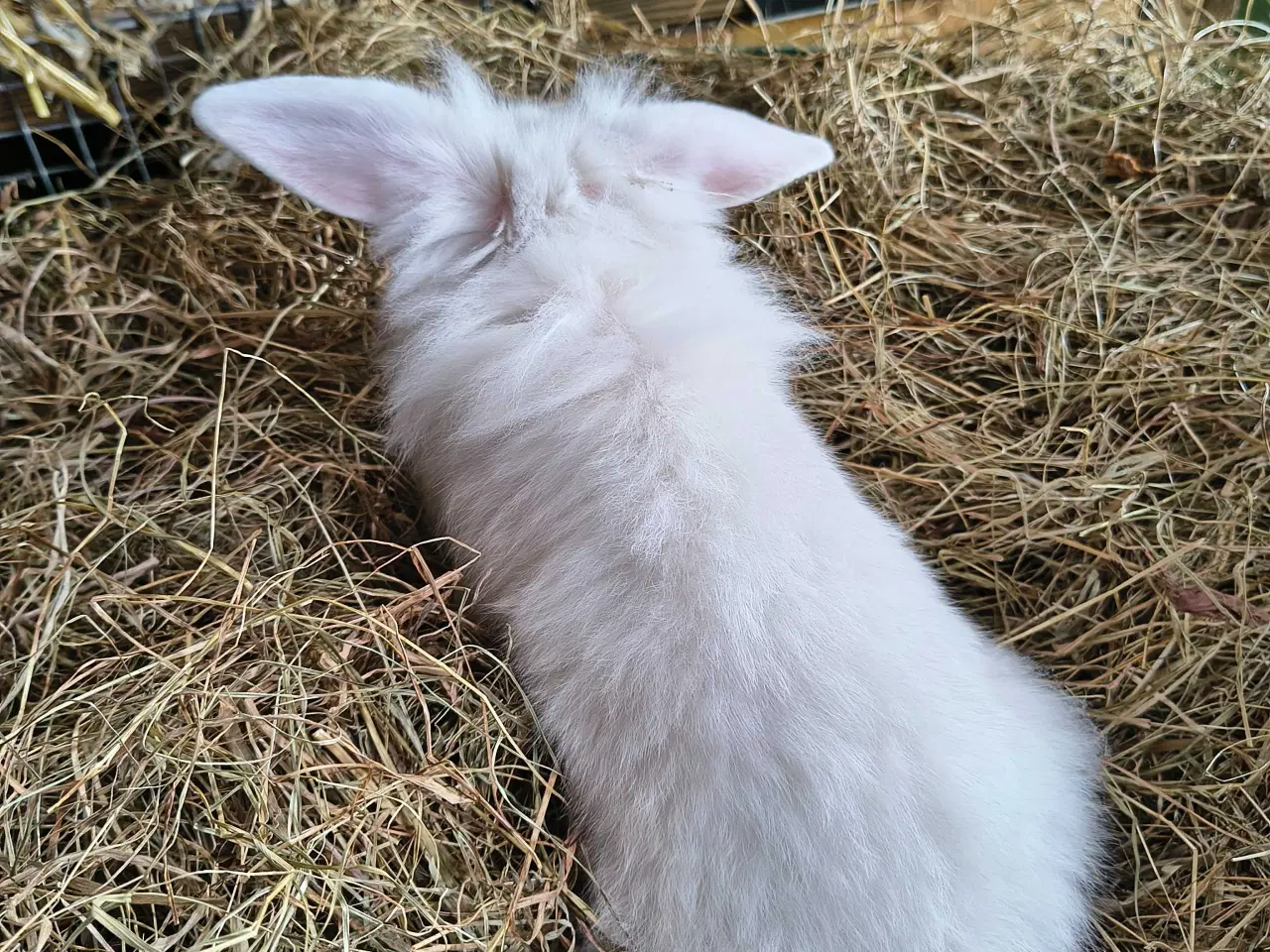 Billede 2 - Dværg vædder løvehoved