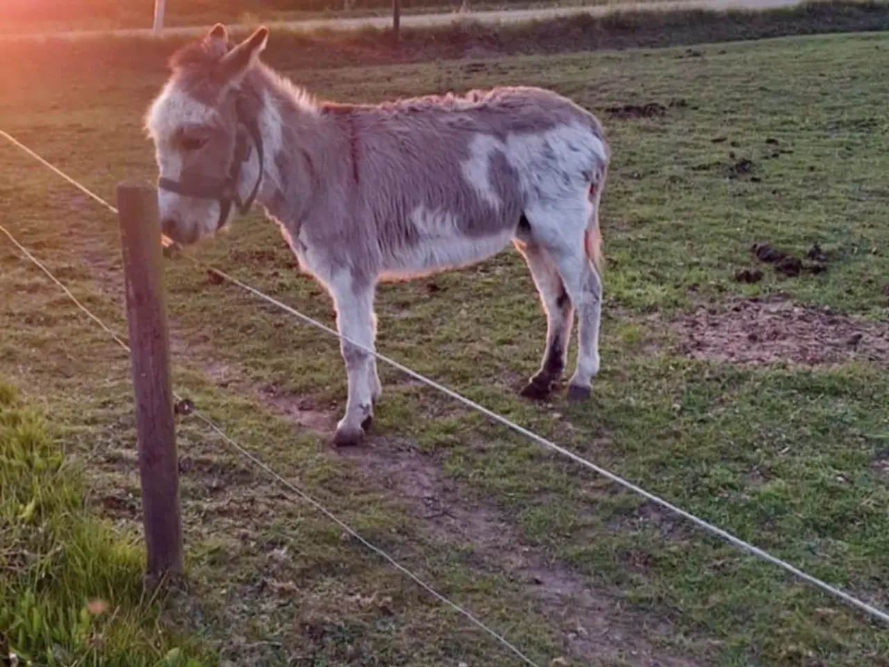 Billede 2 - æsel hingst sælges