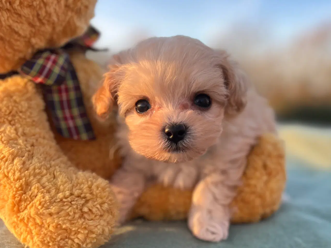 Billede 2 - Mini Maltipoo