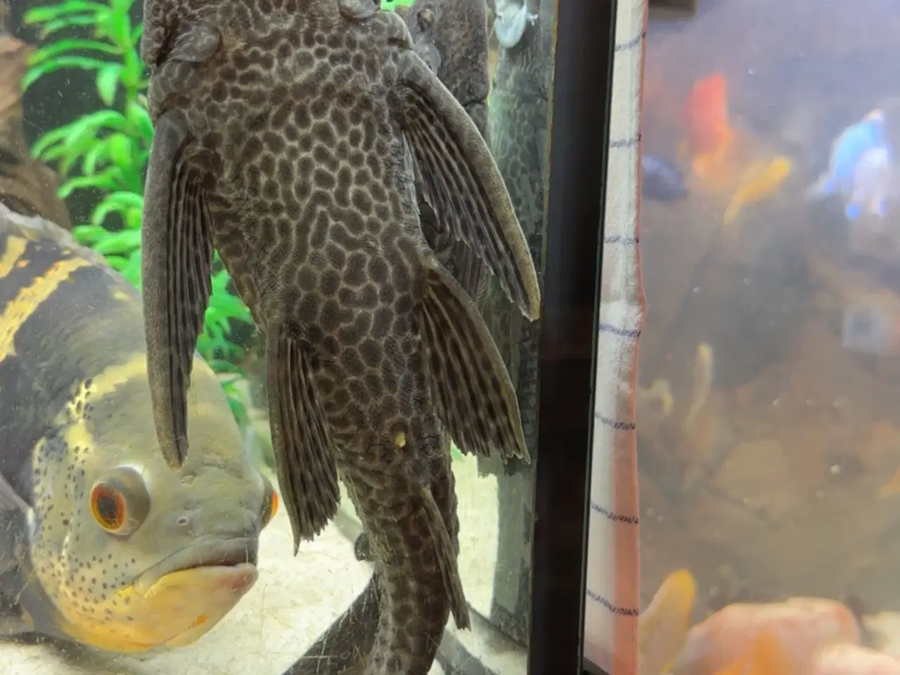 Billede 1 - Gibbeseps/plecostomos 
