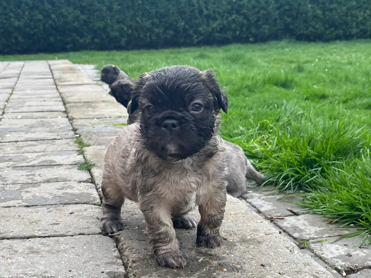 Billede 4 - Fluffy fransk bulldog med stsmtsvle