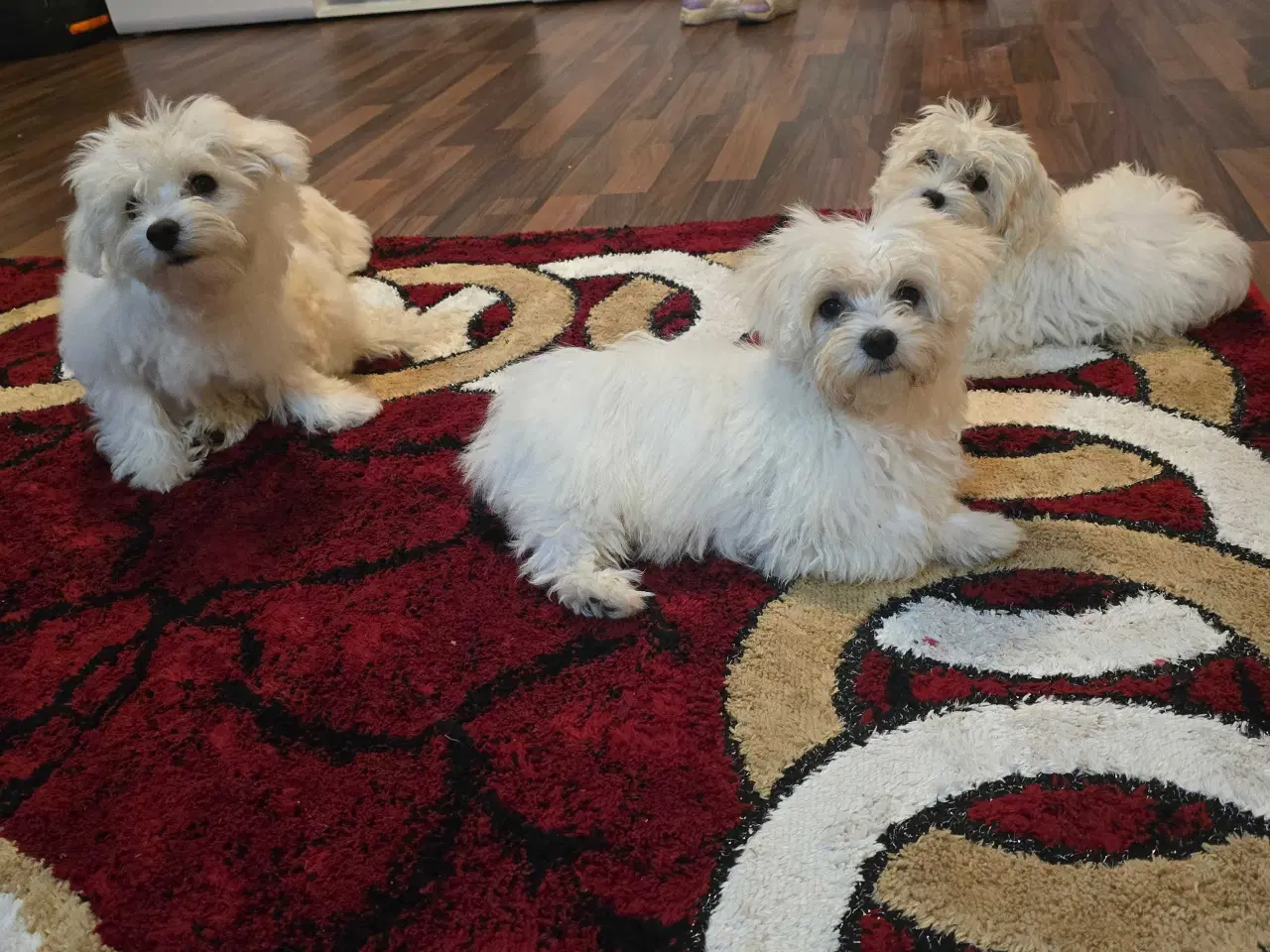 Billede 6 - Bichon malteser søger nyt hjem 