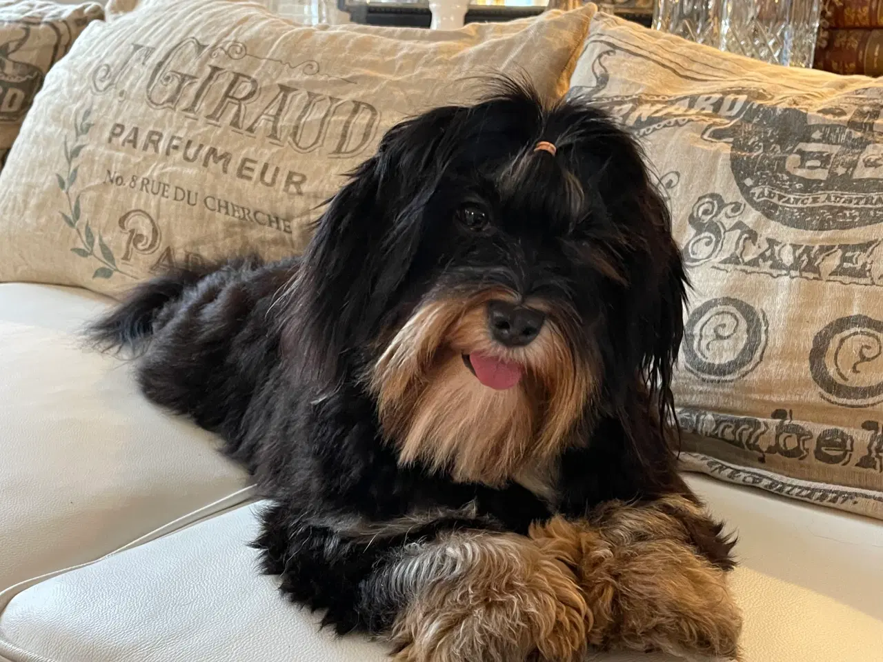 Billede 6 - 💕Skal Wilma være din 💕