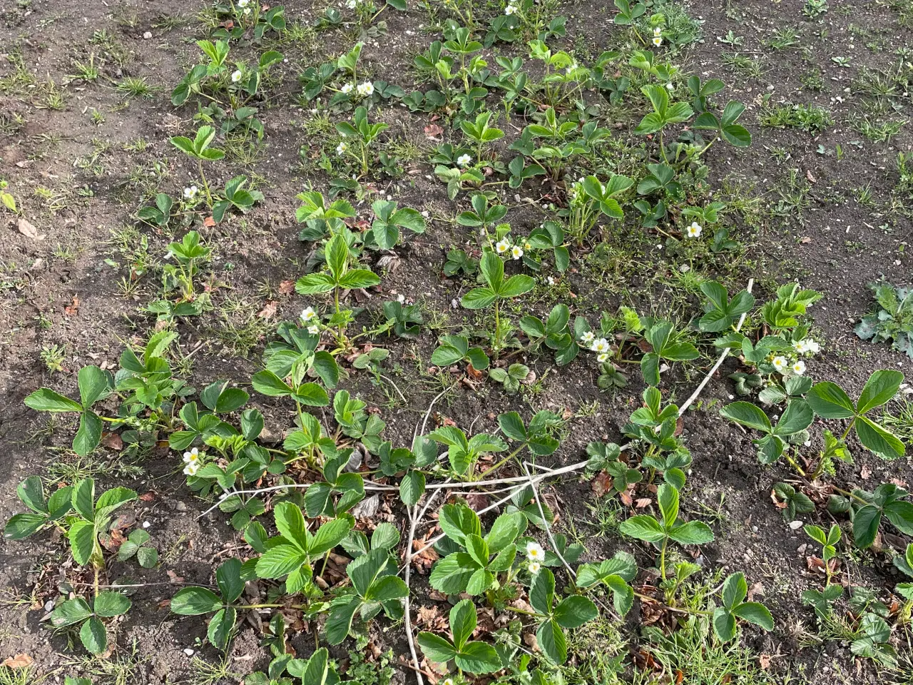 Billede 1 - Jordbærplanter 