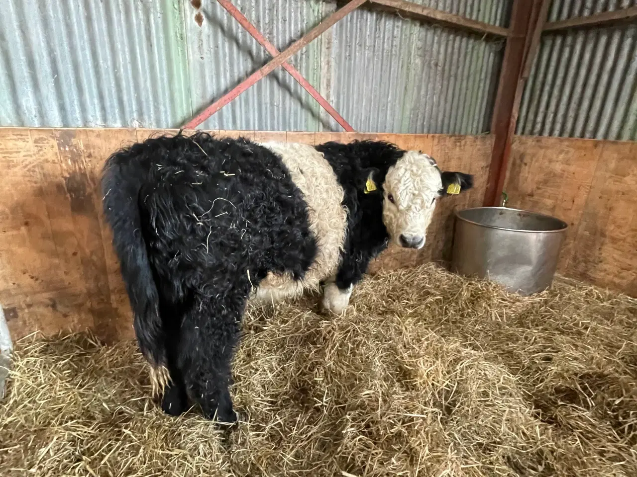 Billede 3 - Krydsnings tyrekalv