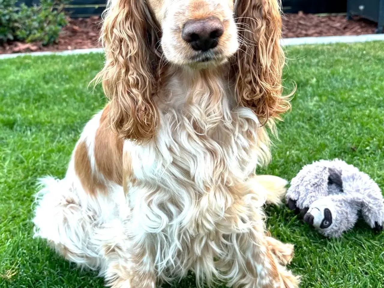 Billede 5 - Hvalpe på vej 