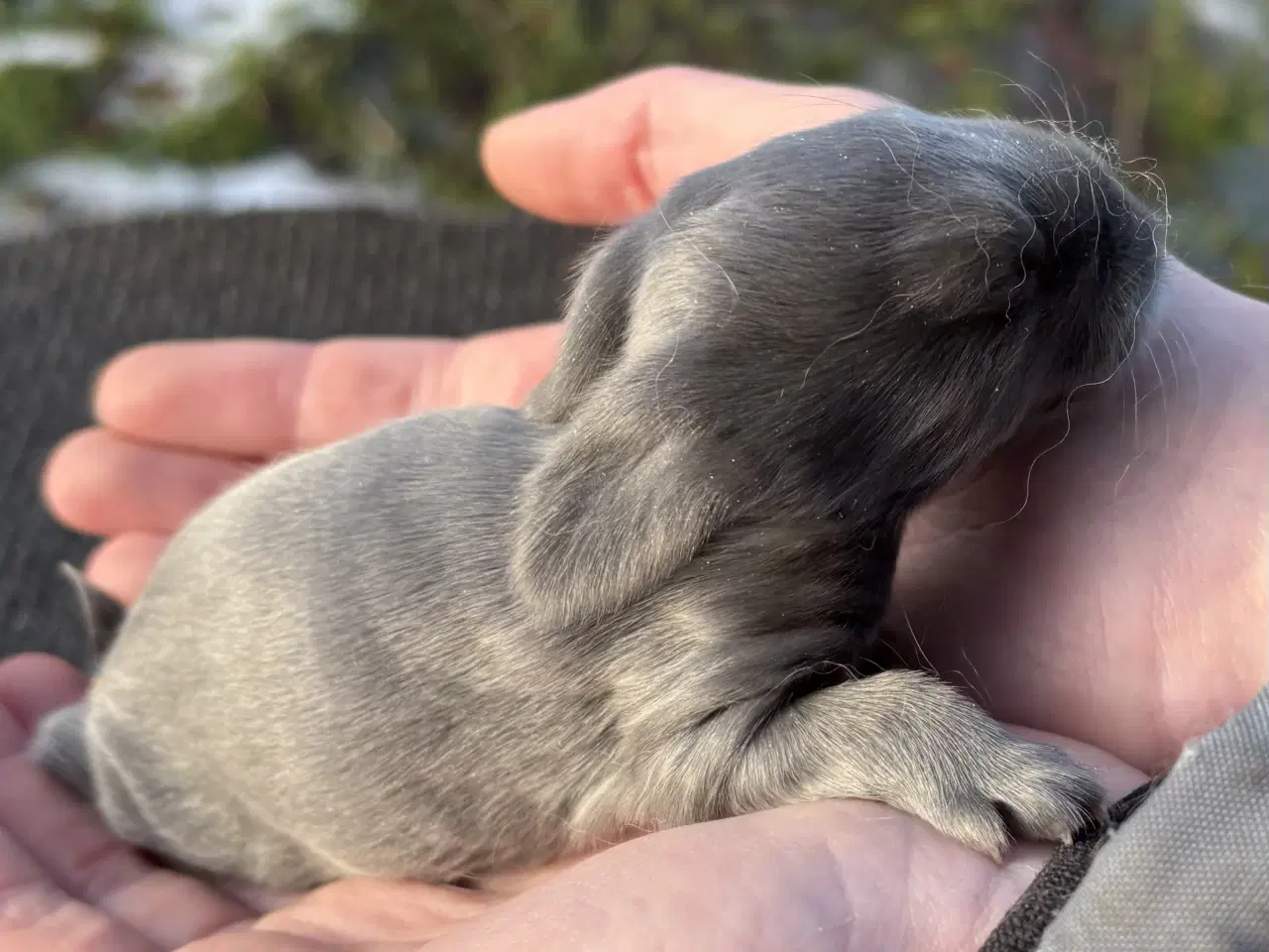 Billede 1 - FRANSK VÆDDER HUN BLÅ
