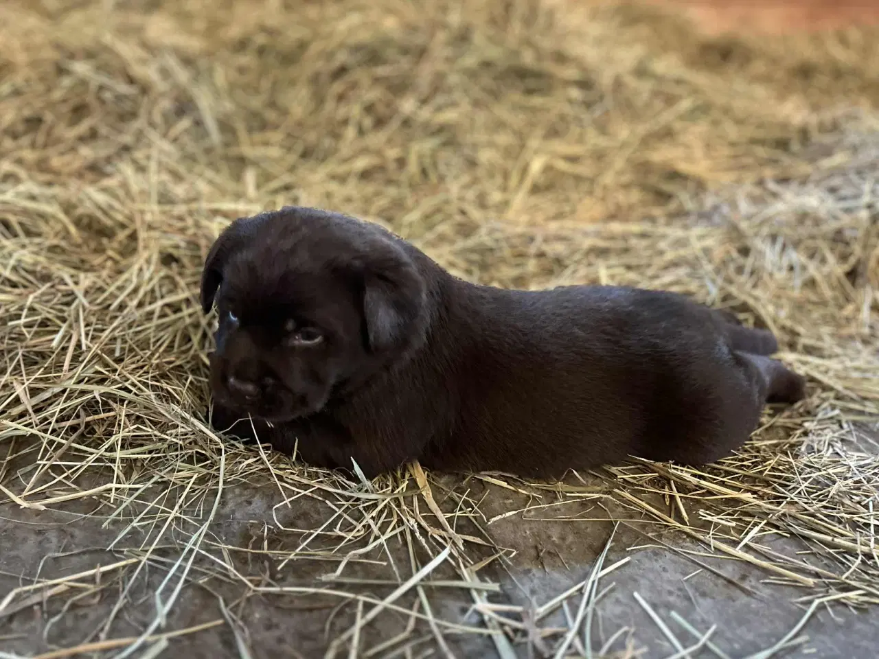 Billede 3 - Labrador retriever, Brun med stamtavle 