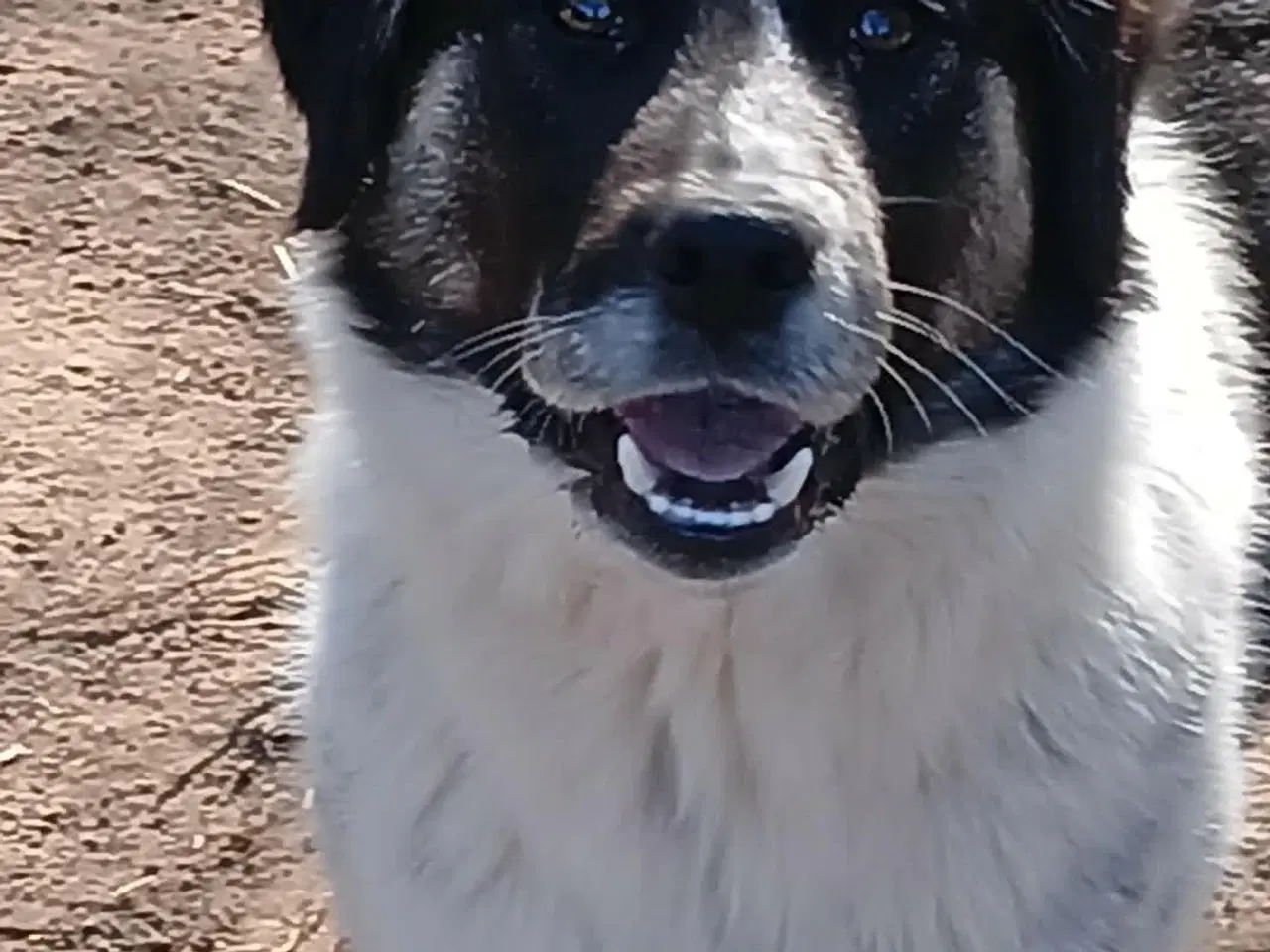 Billede 7 - Vidunderlige Lumos søger et hjem 🩷