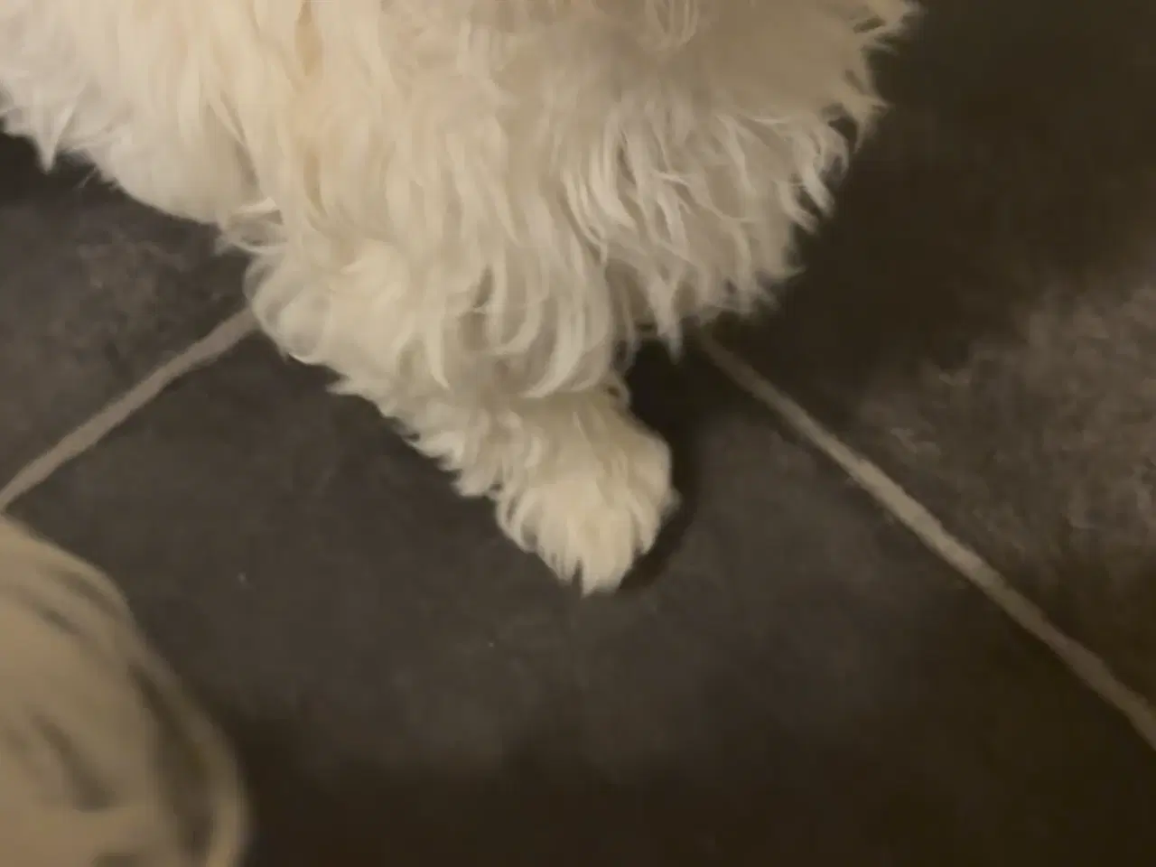 Billede 4 - Hvalpe Maltese en Tæve