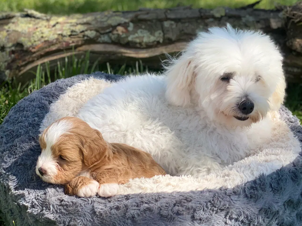 Billede 10 - Maltipoo / cotonpoo hvalpe