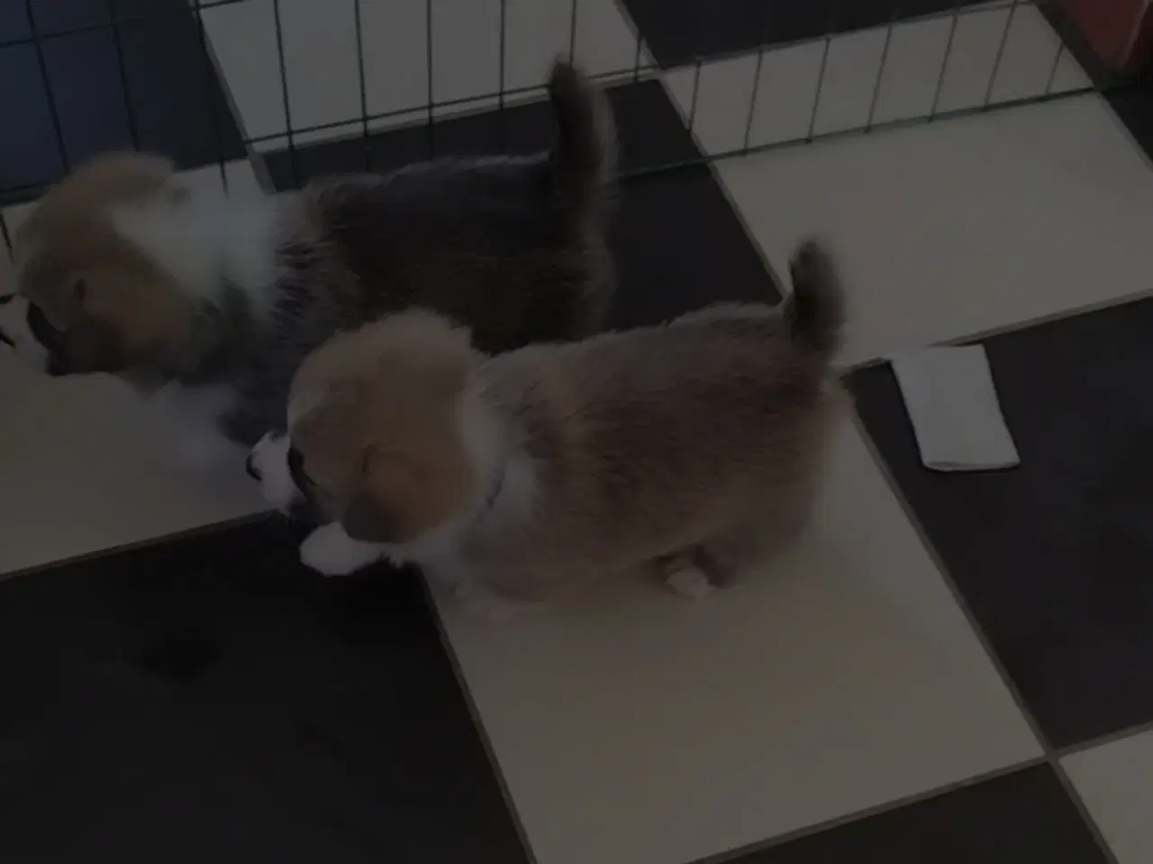 Billede 3 - corgi pembroke