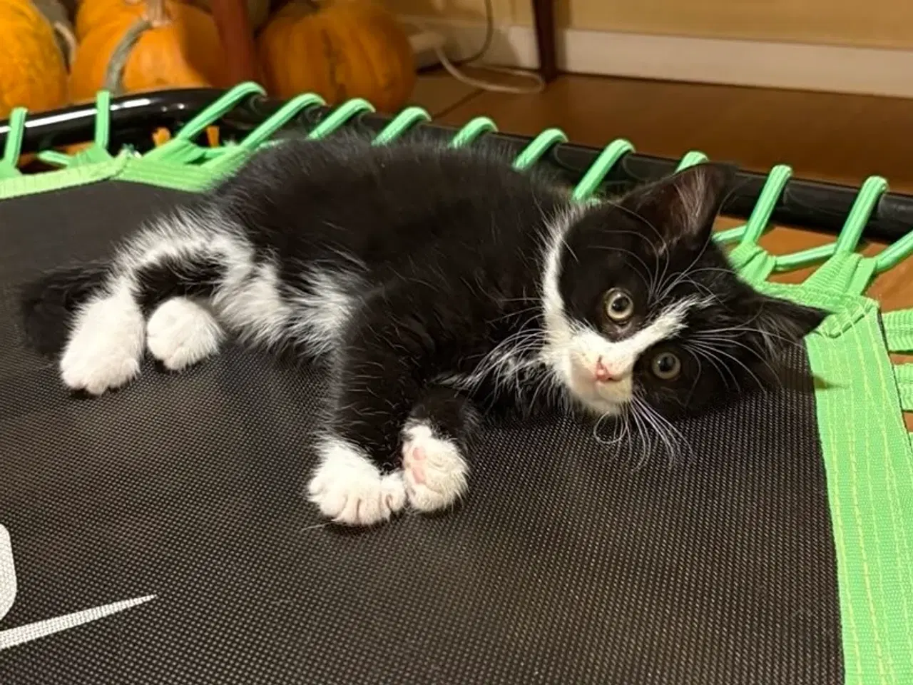 Billede 1 - Sød og legesyg killing