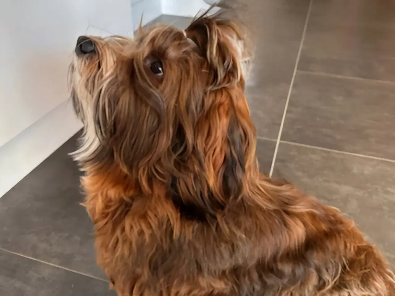 Billede 10 - Bichon Havanais hvalpe med DKK stamtavle