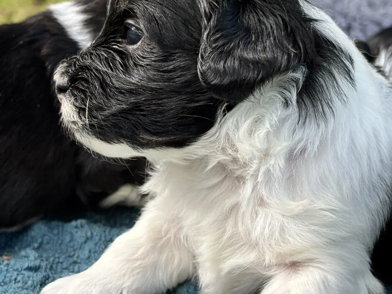 Billede 8 - 22 august er der Lhasa Doodle klar til at flytte