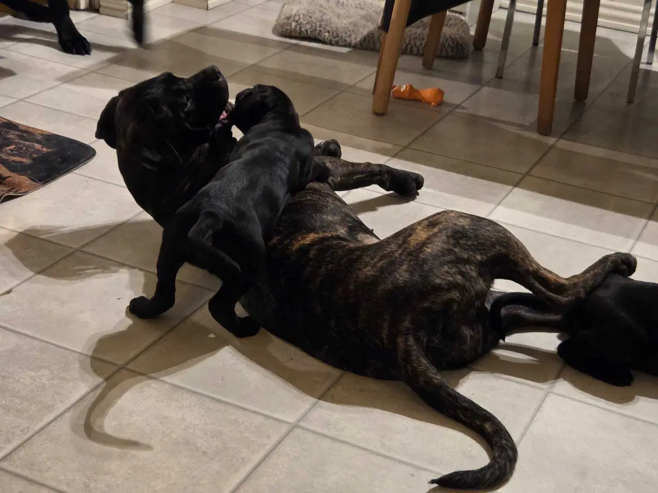 Billede 5 - Cane Corso hvalpe