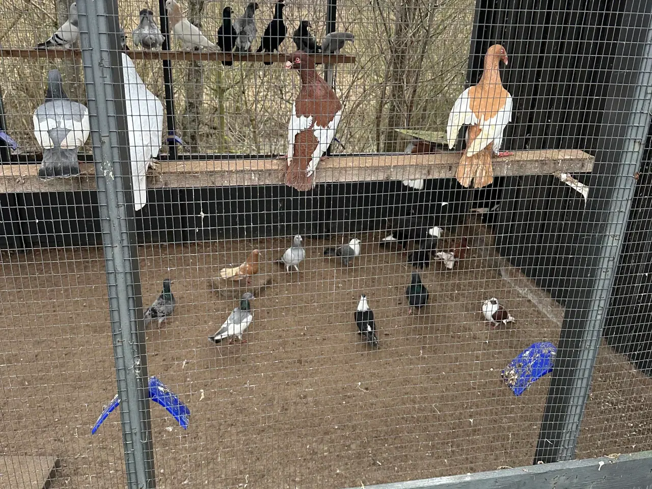 Billede 8 - Mange forskellige Arbisk race due