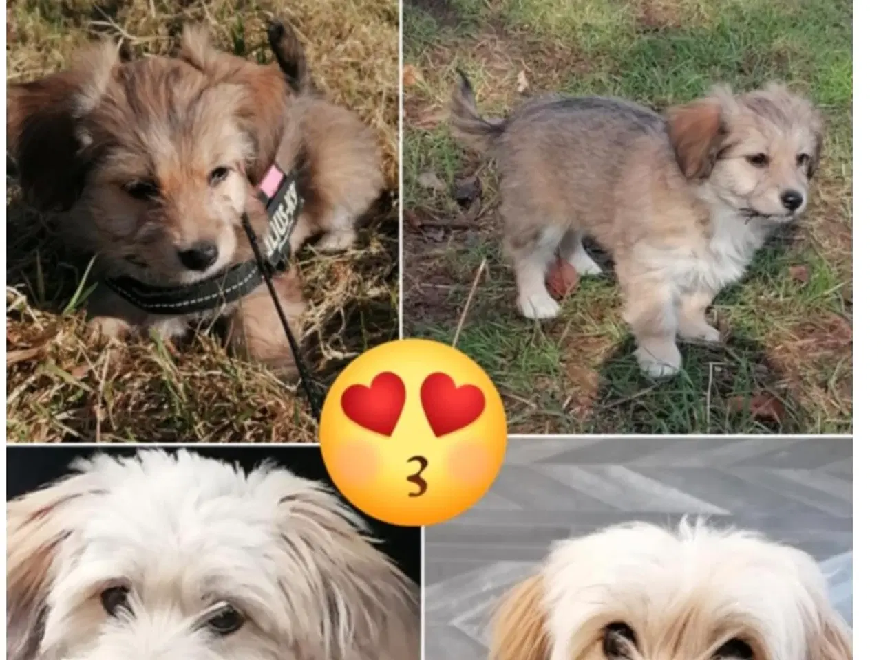 Billede 9 - 2 små prinsesser søger nye madskåle