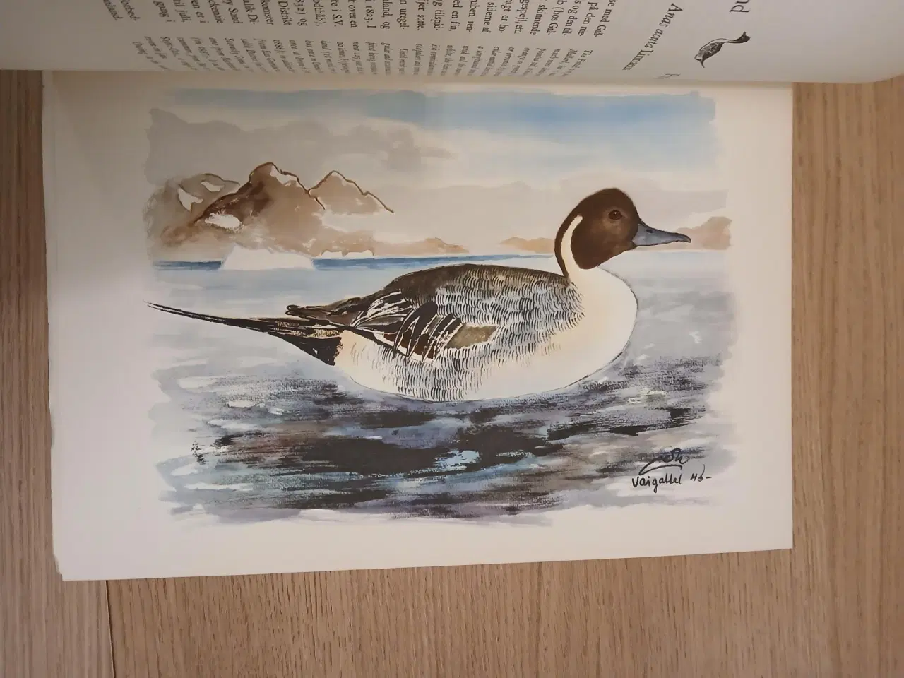 Billede 4 - Finn Salomonsen: Grønlands fugle