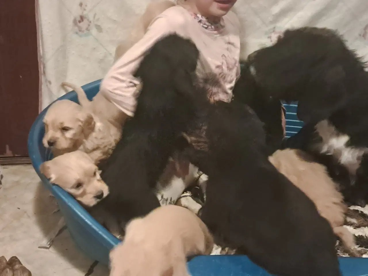 Billede 12 - De sødeste skønneste blandingshvalpe