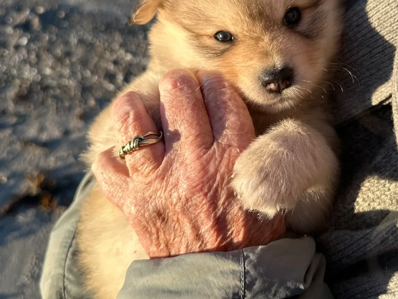 Billede 10 - Finske Lapphundehvalpe søger nye, kærlige hjem