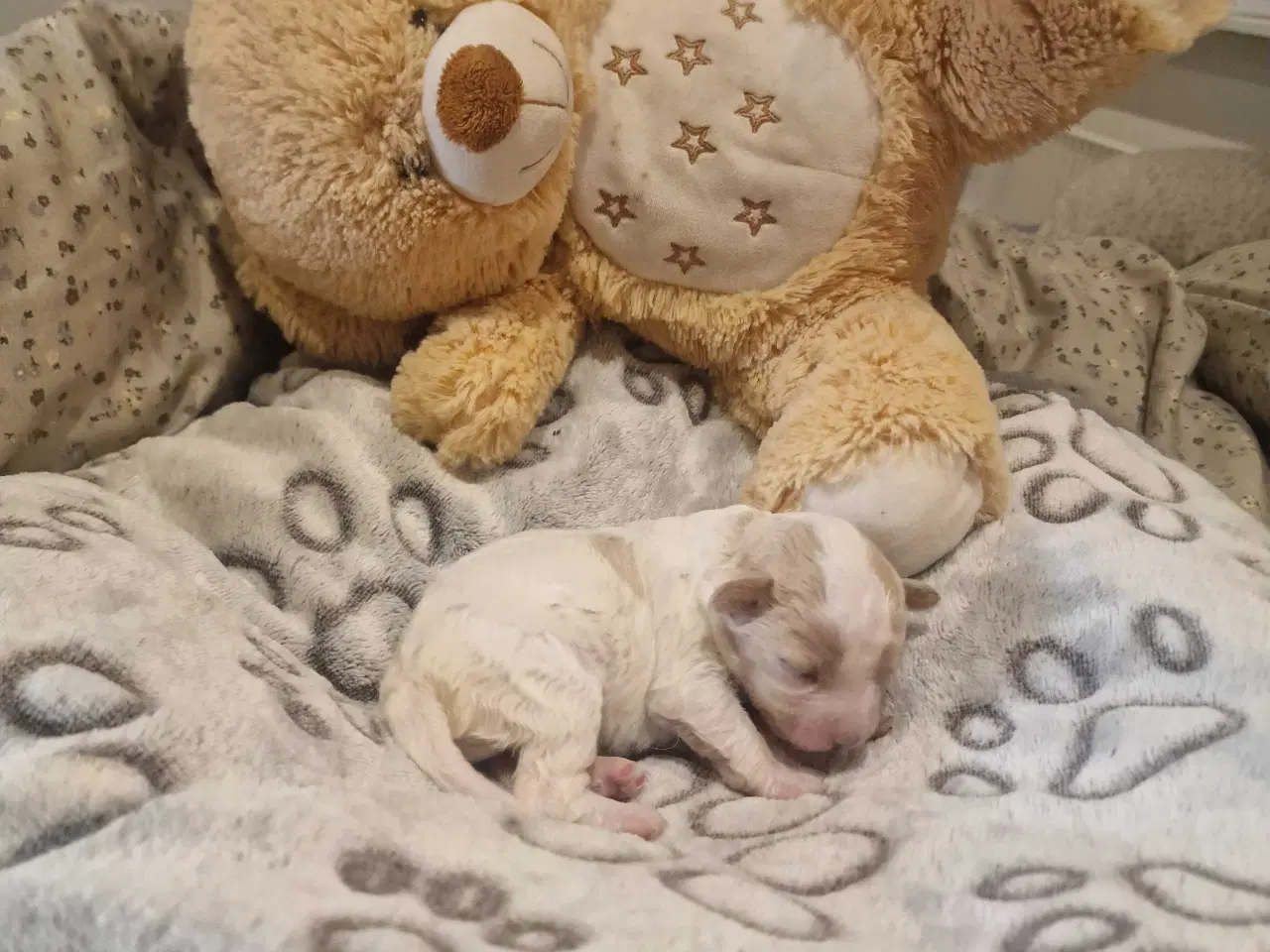 Billede 6 - Cavapoo