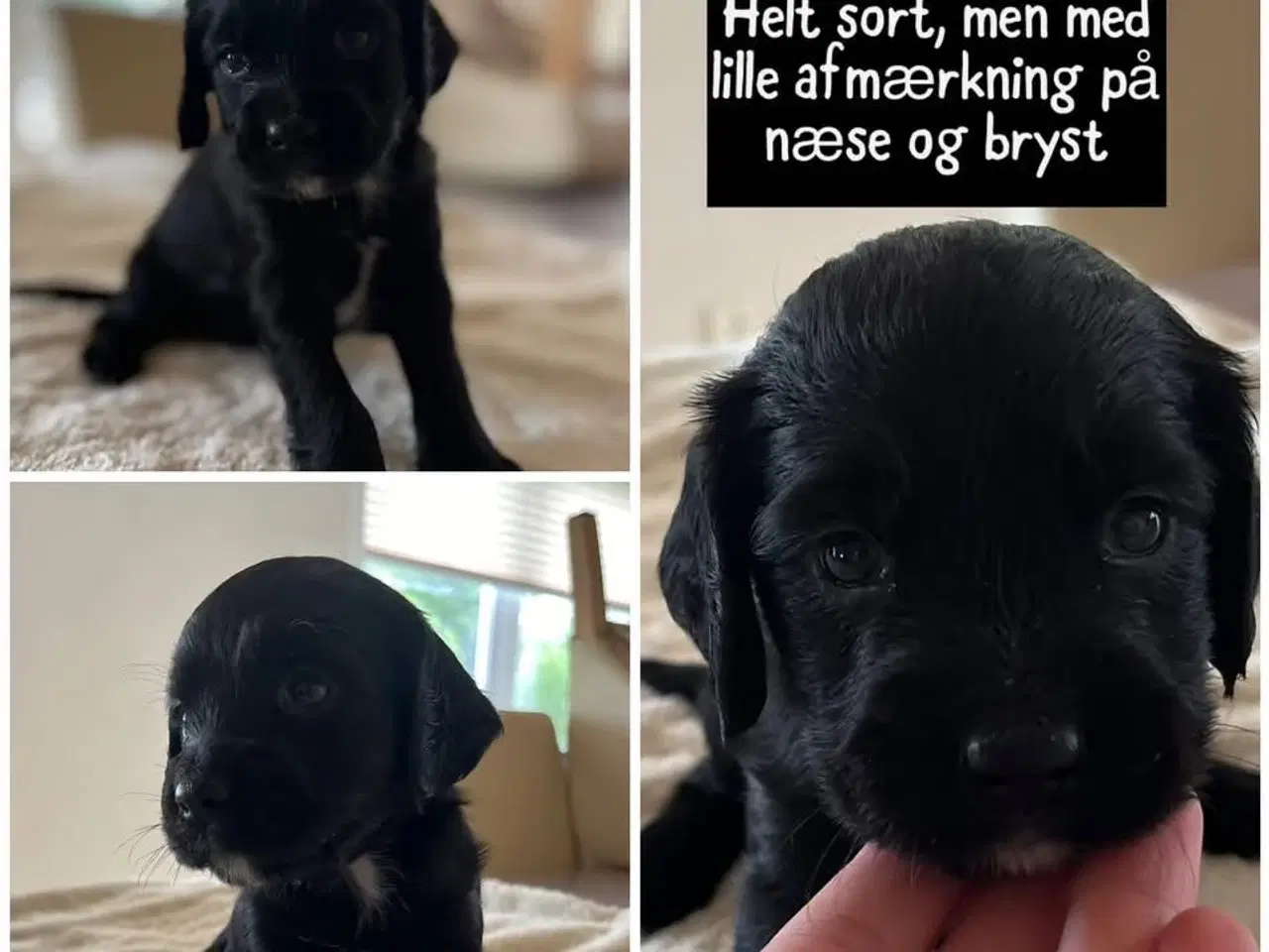 Billede 3 - Ft cocker spaniels hundehvalpe