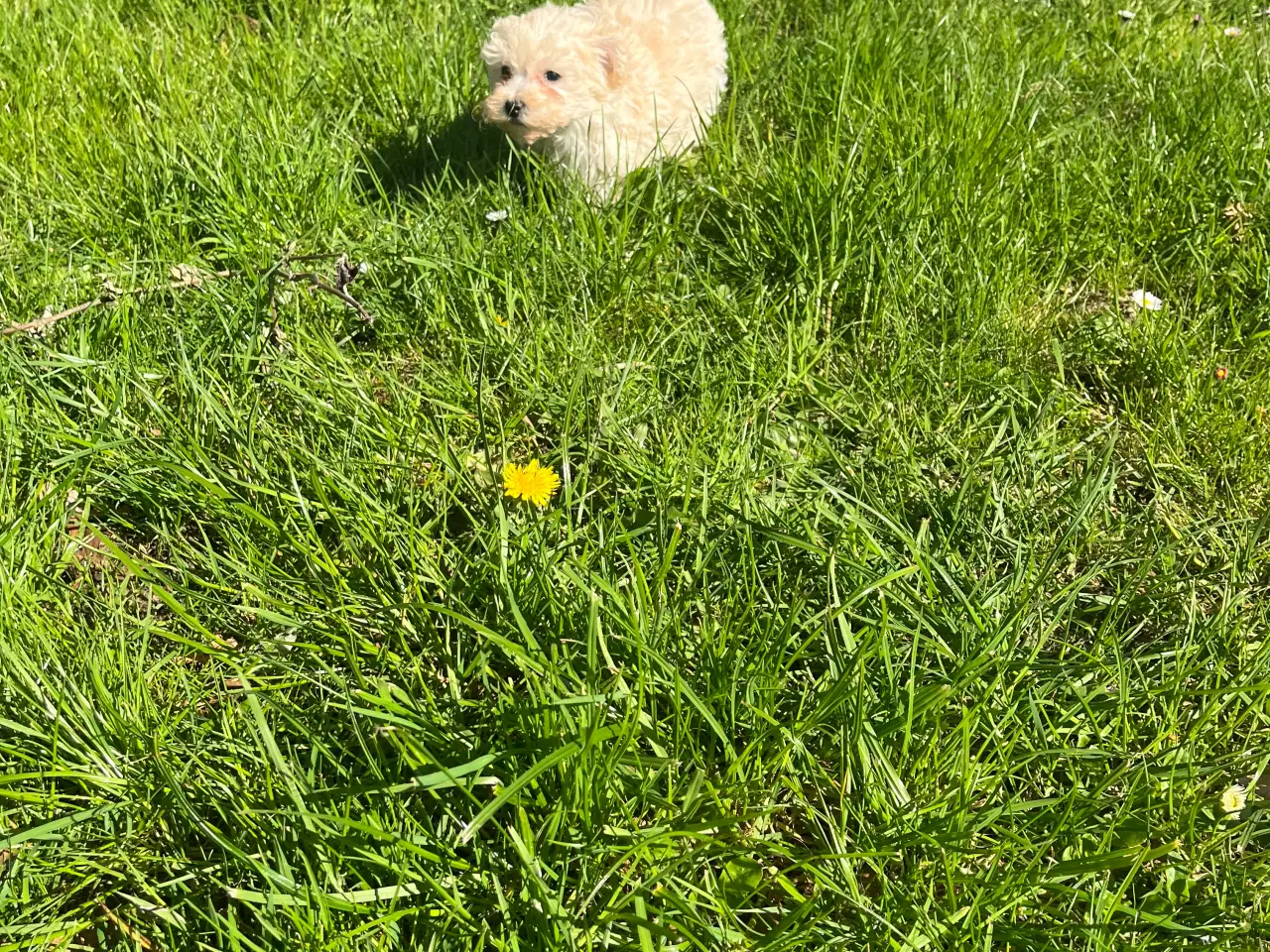 Billede 8 - Maltipoo hvalpe