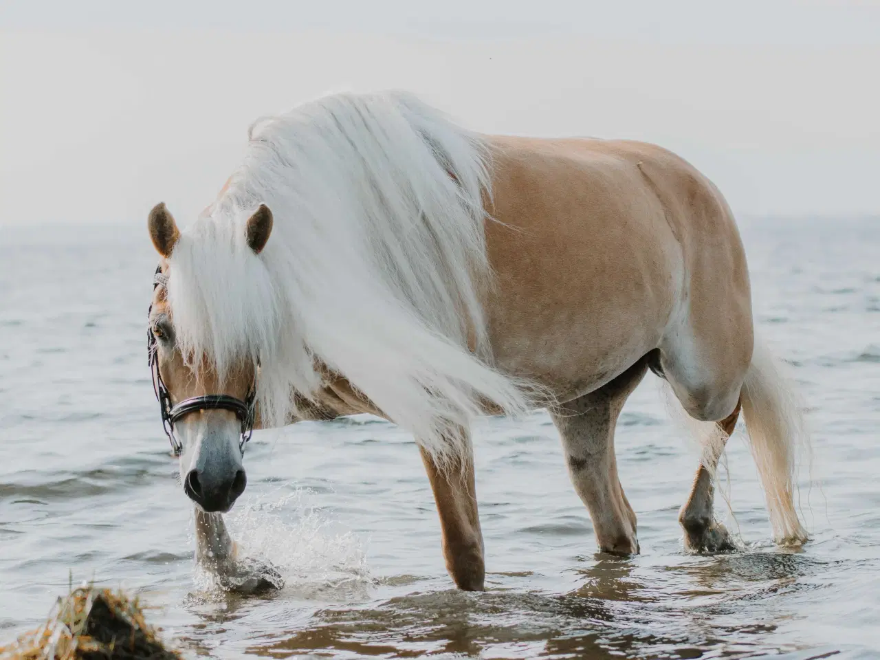 Billede 3 - Smuk, kåret haflinger 