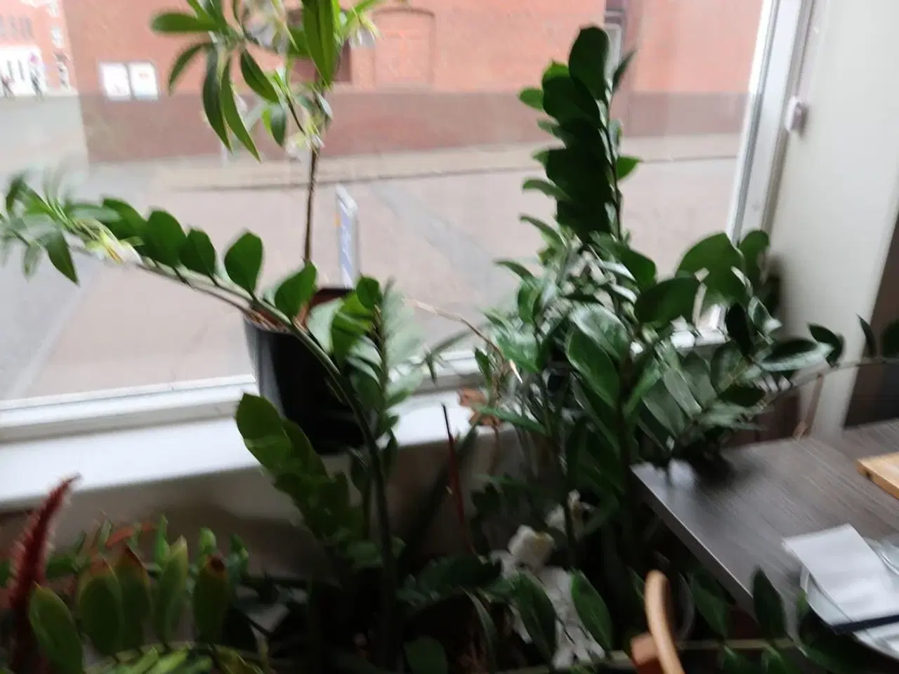 Billede 2 - Div. Krukker med planter