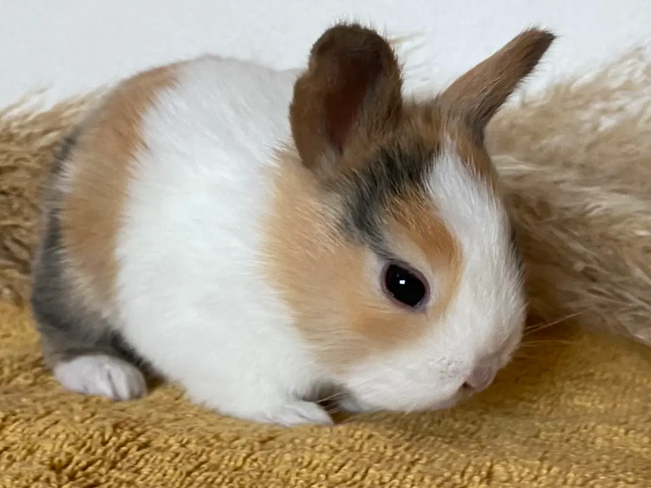 Billede 5 - HOLLÆNDER HAN JAPANER SORT/GUL