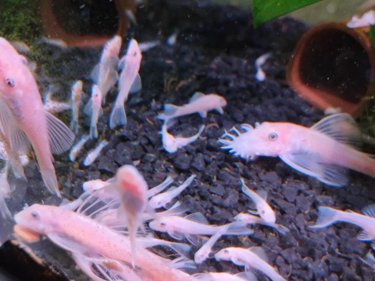 Billede 1 - Malle yngel