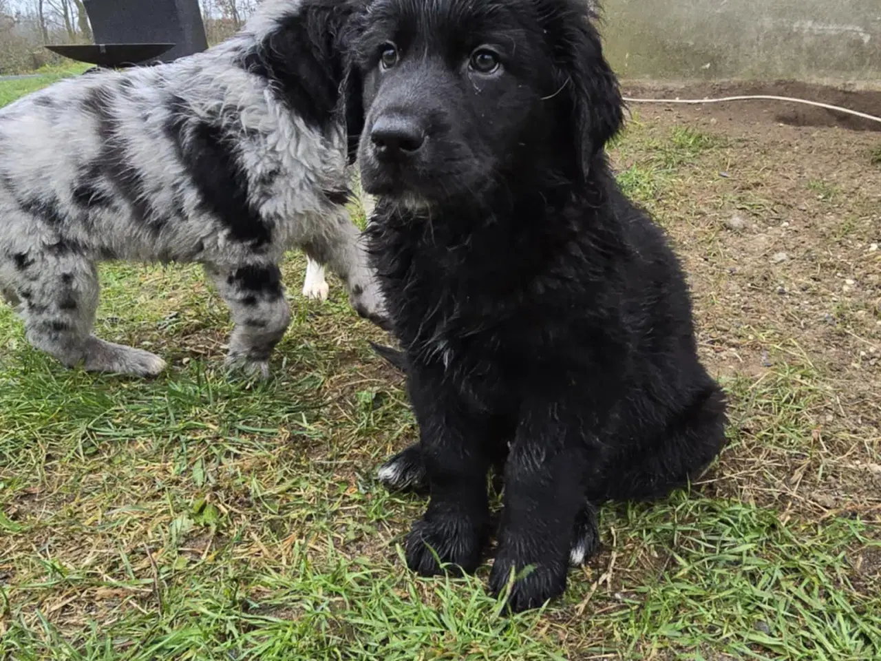 Billede 5 - Golden Retriever blanding hanhund