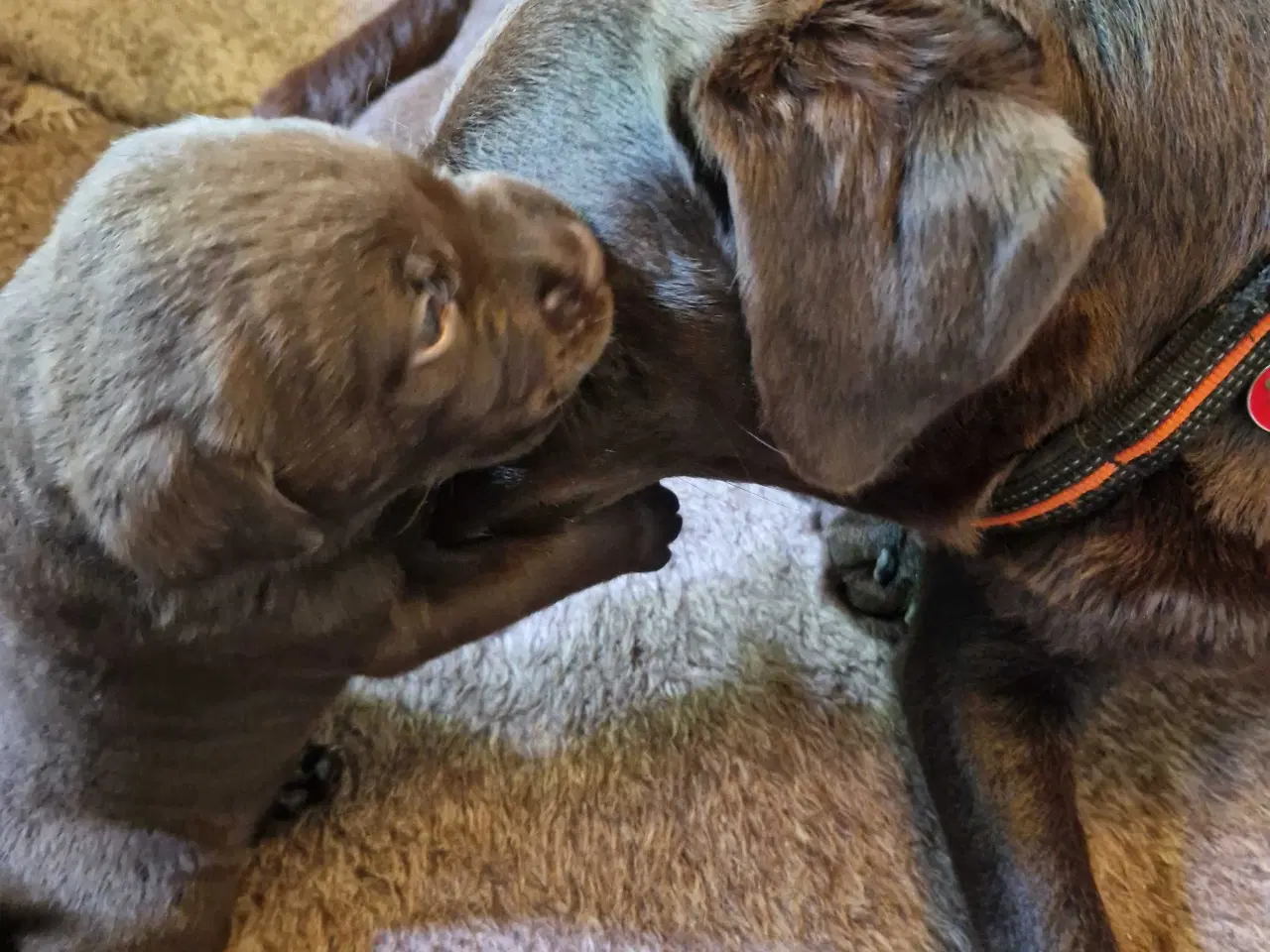 Billede 4 - Labrador hvalpe  