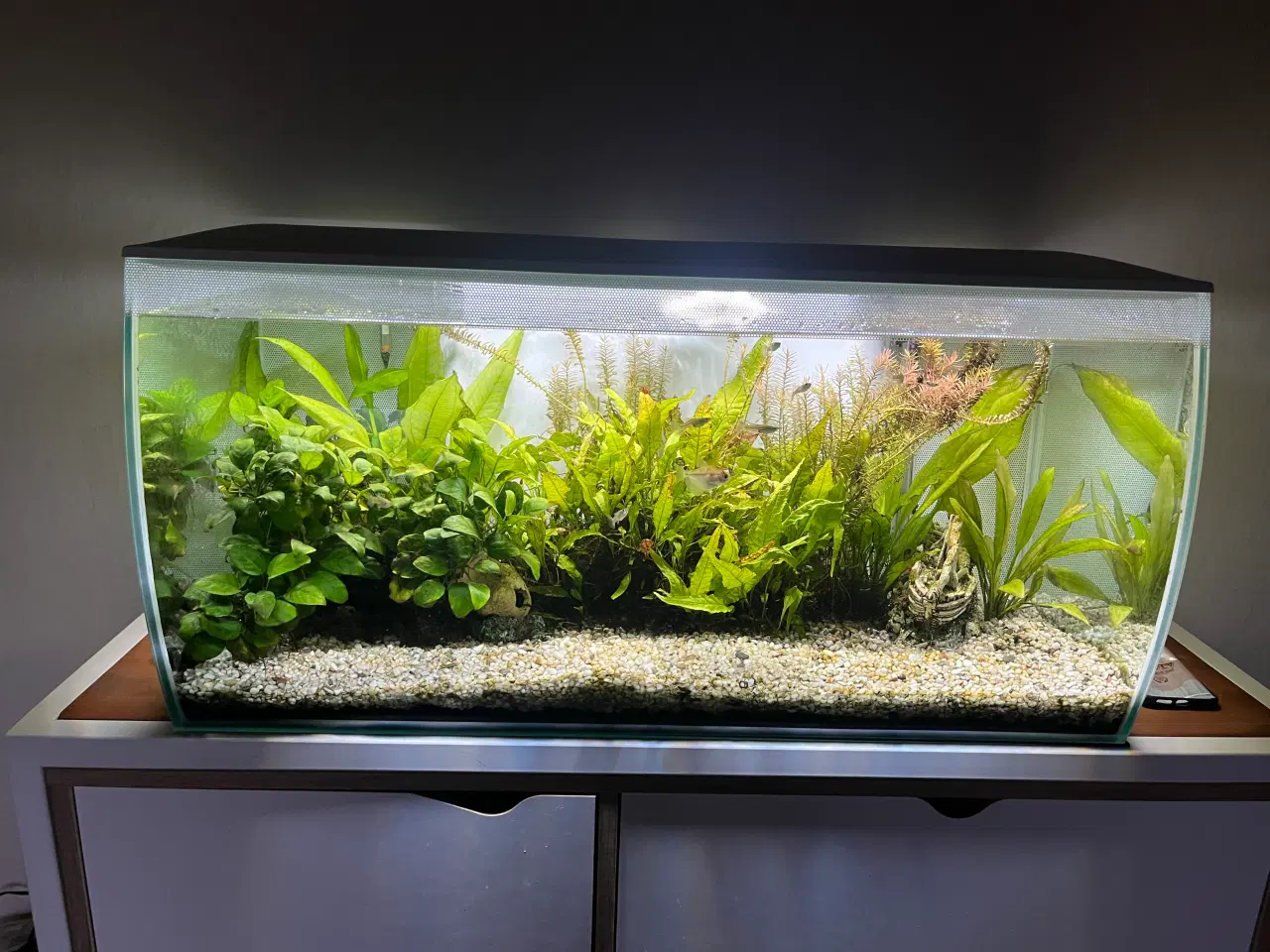 Billede 1 - Fluval 123 ltr. Akvarium