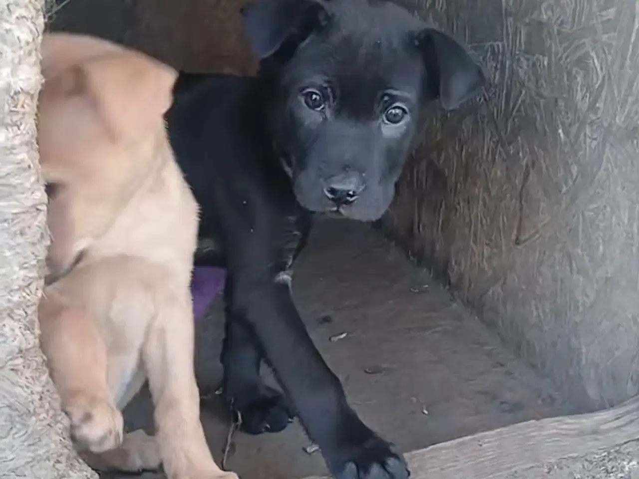 Billede 2 - Lille Bennie leder efter sit 4-ever hjem 🏡 💝