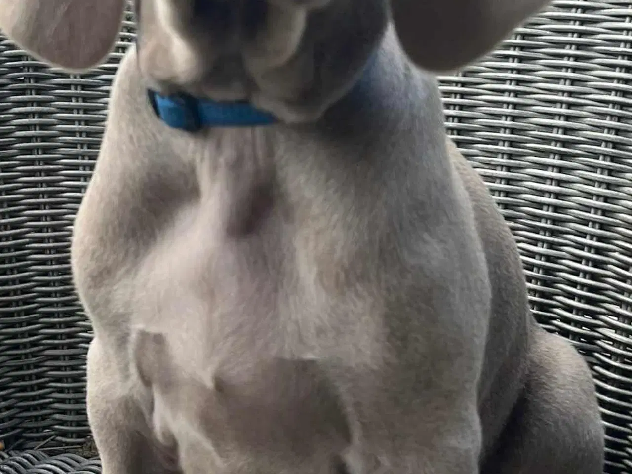 Billede 1 - Weimaraner hvalpe 