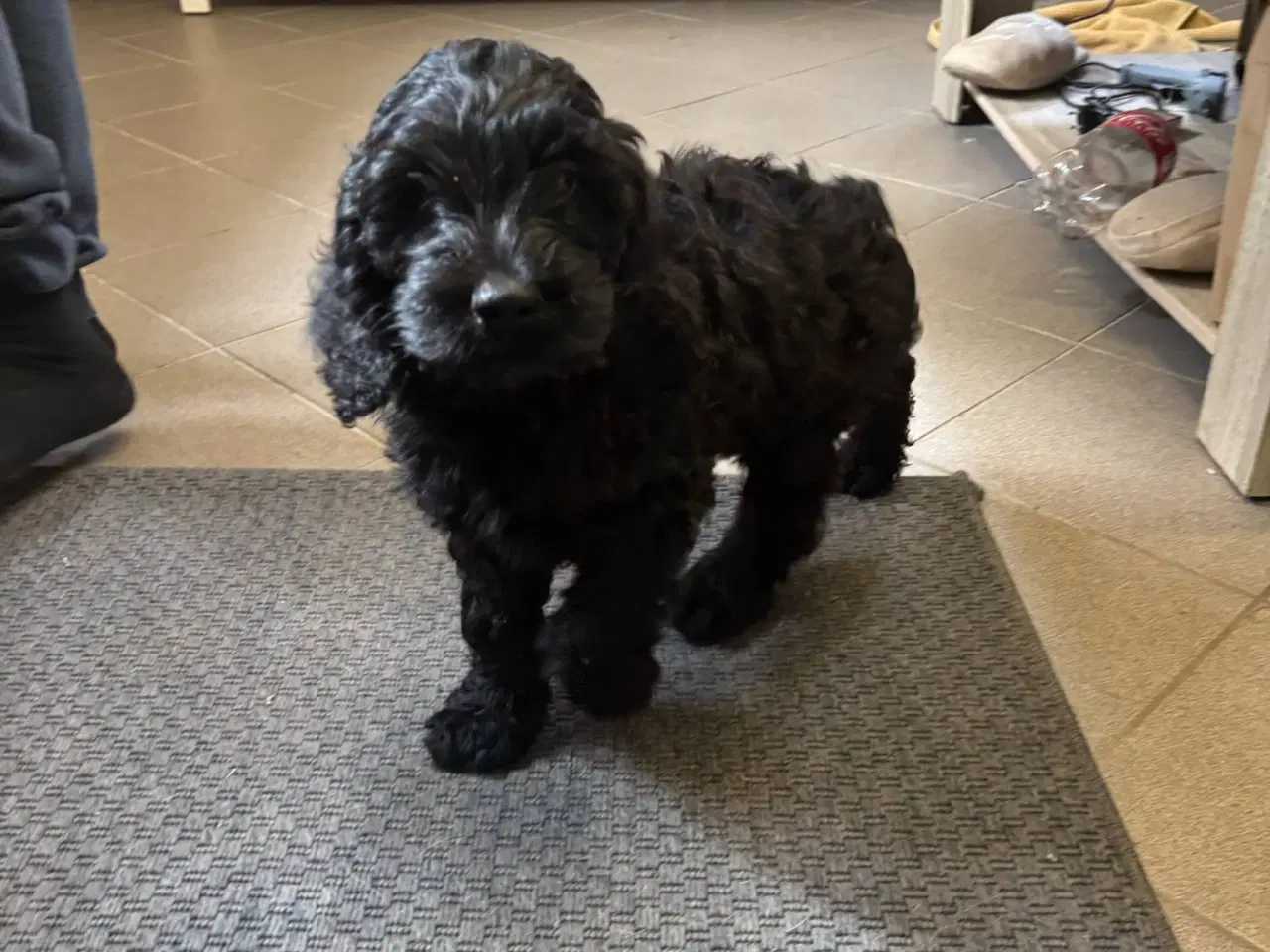 Billede 4 - Cockapoo hvalpe