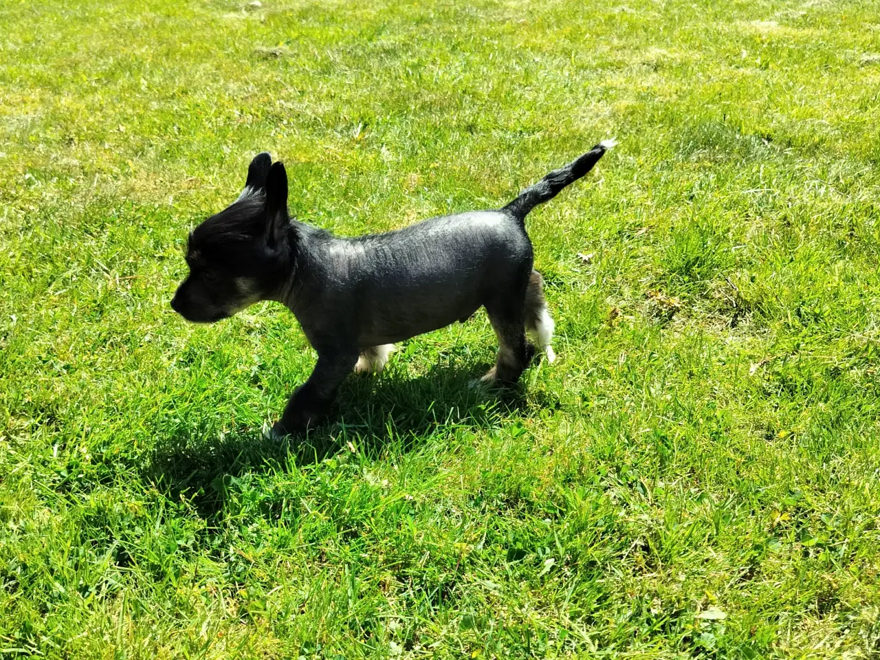 Billede 2 - Chinese crested/powder puff drenge med DKK stambog