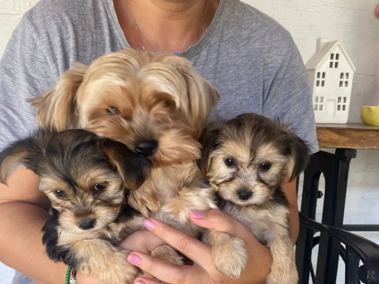 Billede 1 - Mini Yorkshire Terrier piger