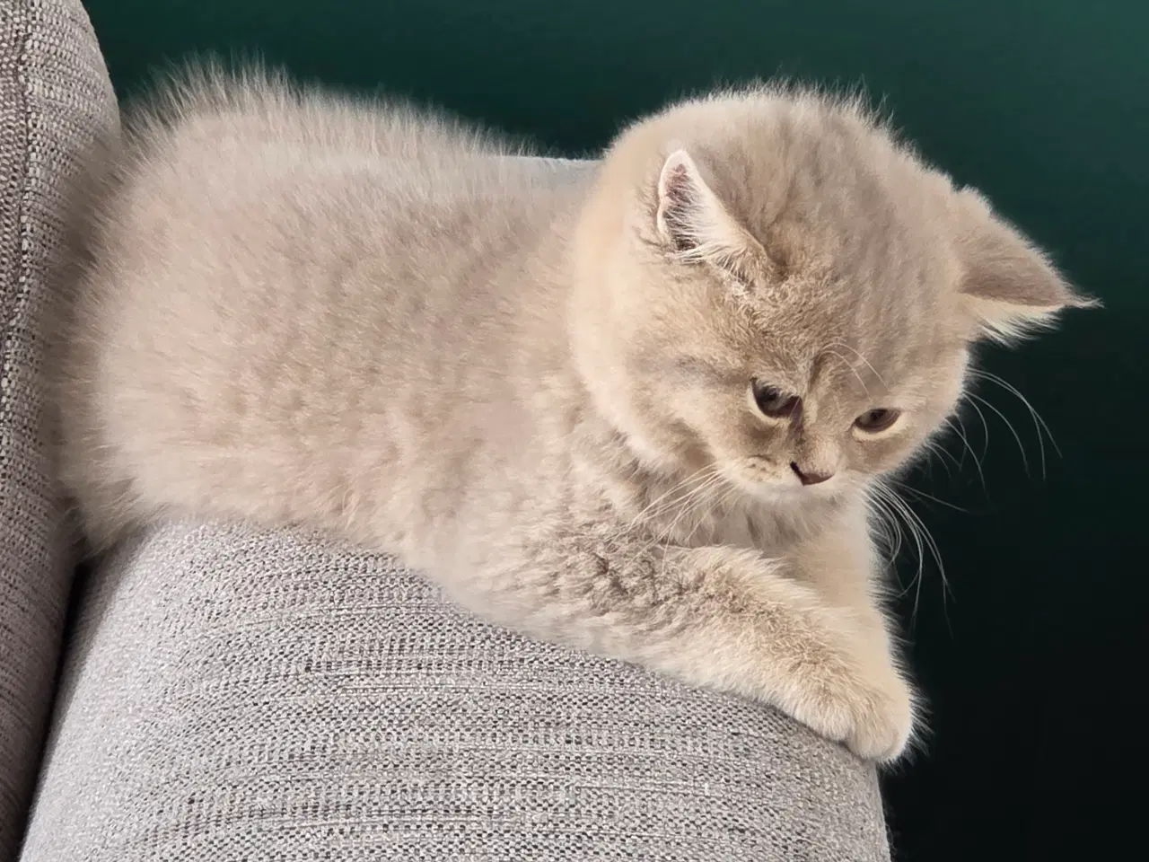 Billede 4 - British Shorthair killing med stamtavle