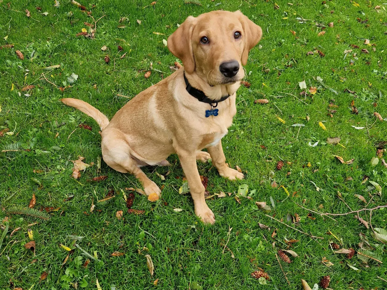 Billede 1 - Red fox Jagtretriver med stamtavle.