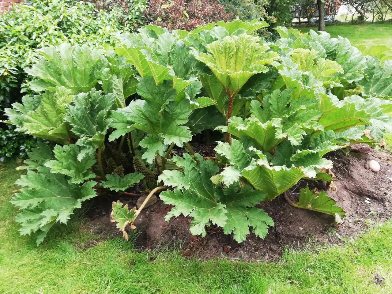 Billede 3 -  Mammut blad /Gunnera plante