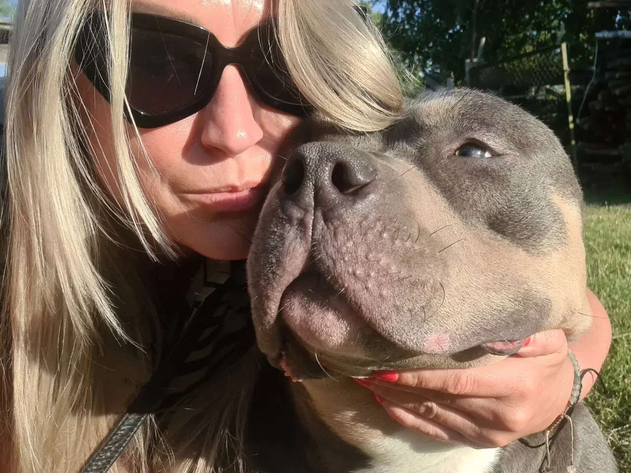 Billede 8 - American Bully Pocket 