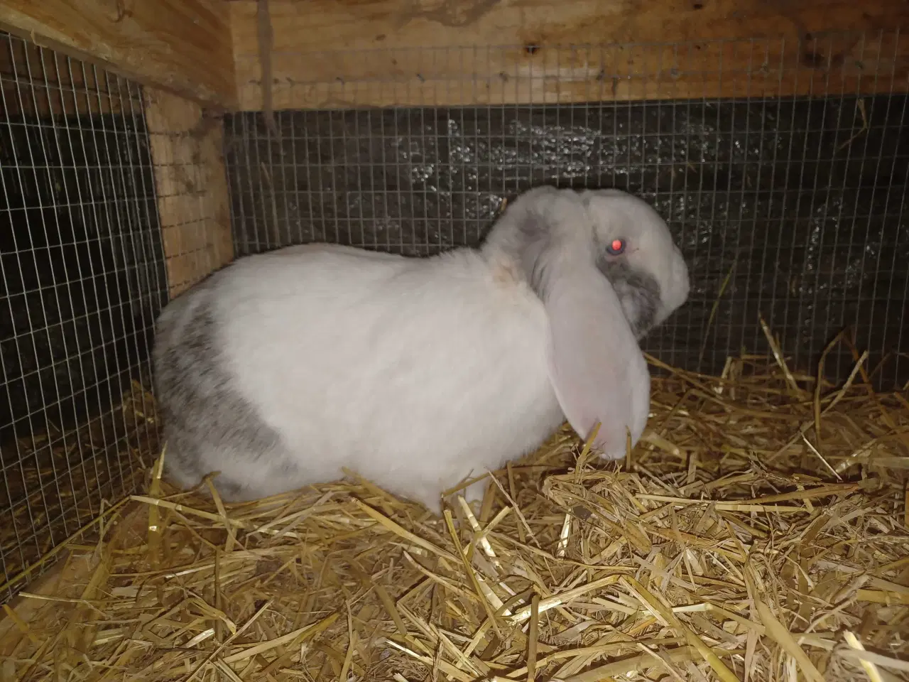 Billede 1 - Fransk vædder han 