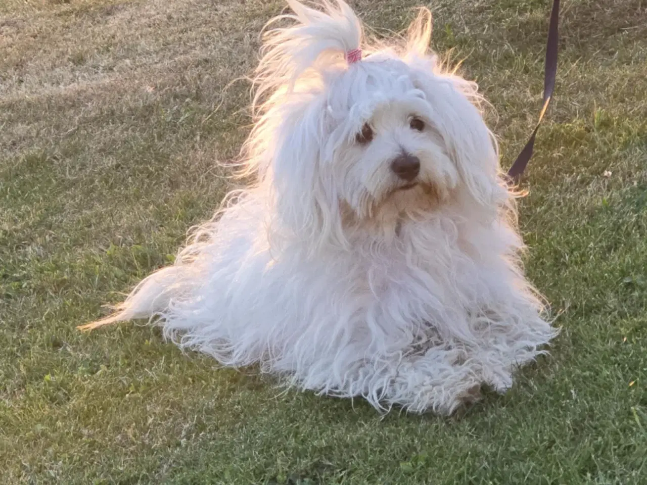 Billede 9 - Bichon-hvalpe søger nye hjem .