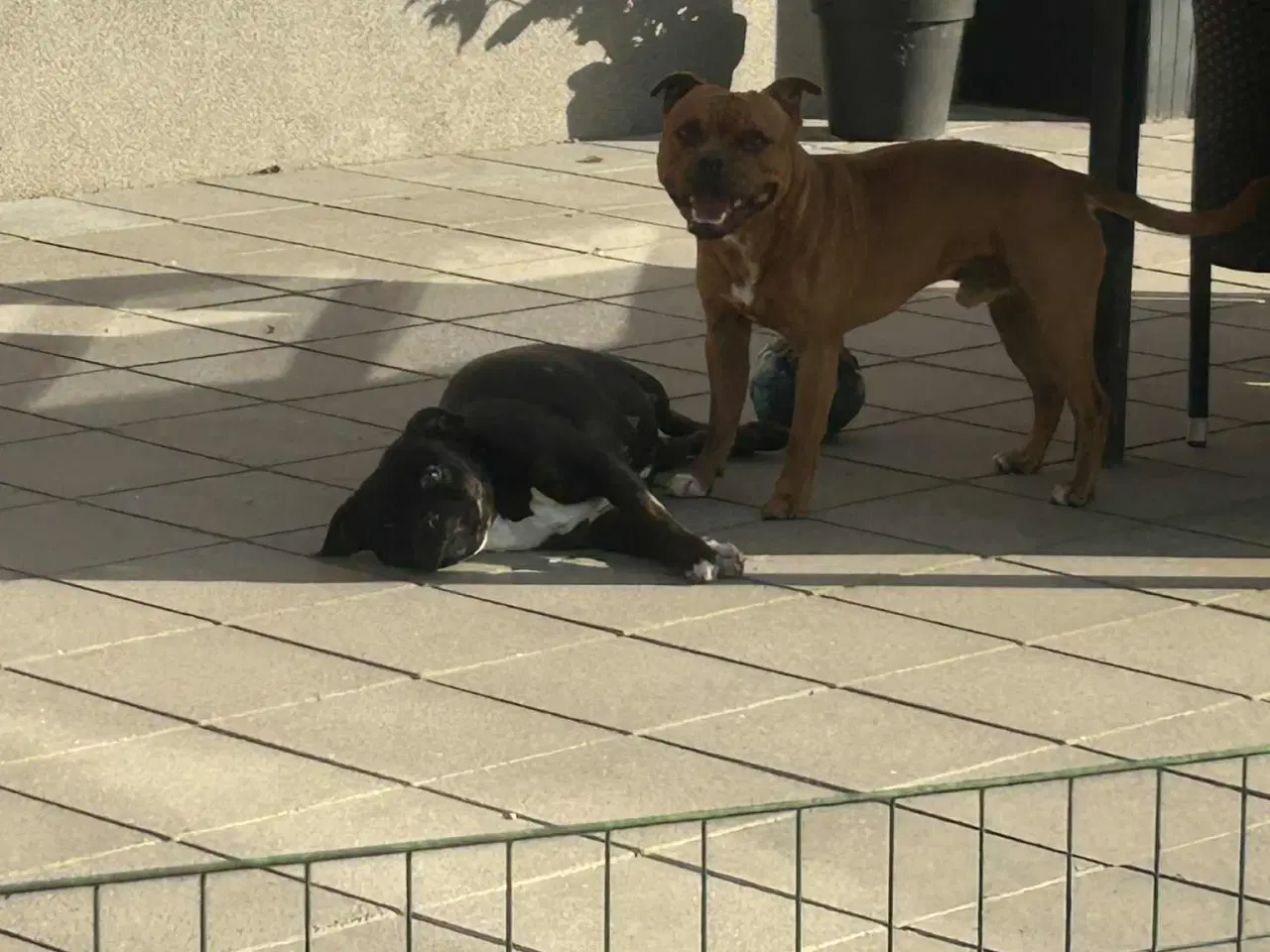 Billede 8 - Staffordshire Bull terrier hvalpe